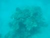 Filename=EGY_UW_10_koral.JPG
Filesize=952KB
Dimensions=2560x1920
Date added=May 25, 2009 EGY_UW_10_koral.JPG