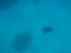 Filename=EGY_UW_43_teknos.JPG
Filesize=912KB
Dimensions=2560x1920
Date added=May 25, 2009 EGY_UW_43_teknos.JPG