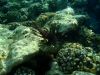 Filename=EGY_UW_67_hal.JPG
Filesize=1081KB
Dimensions=2560x1920
Date added=May 25, 2009 EGY_UW_67_hal.JPG