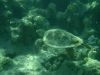 Filename=UW_Egy_teknos03.JPG
Filesize=1037KB
Dimensions=2560x1920
Date added=Jul 10, 2009 UW_Egy_teknos03.JPG