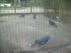 Filename=PNG_95_madar01.JPG
Filesize=664KB
Dimensions=1600x1200
Date added=Aug 15, 2008 PNG_95_madar01.JPG