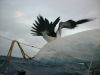 Filename=TS_07_madar05.JPG
Filesize=555KB
Dimensions=1600x1200
Date added=Sep 09, 2008 TS_07_madar05.JPG